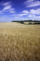 Barley fields for local beer